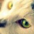 :iconfronaucity: