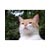 :iconfronor: