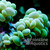:iconfrontlineaquatics:
