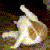 :iconfrostblossoms: