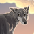 FrostedCanid :iconfrostedcanid: