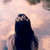 :iconfrostedsky1: