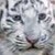 :iconfrosteyes123: