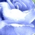 :iconfrostrose: