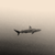 :iconfrostthecolorblack: