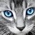 :iconfrostwing2011: