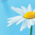 :iconfrostwingx:
