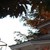 :iconfrostyjaybird: