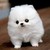 :iconfrostymint: