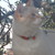 :iconfrostythecat: