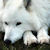 :iconfrozen1ce: