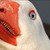 :iconfrozenheart1: