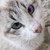 :iconfrozenstarkitty: