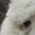 :iconfrsti: