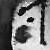 :iconfruit-fly: