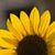 :iconfruitpuree: