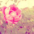 :iconfruity-pie: