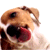 :iconfruitypies: