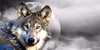 :iconftw-forthewolves: