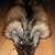:iconfuchs24: