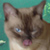 :iconfuelfreak: