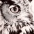 :iconfuharithelioness: