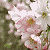 :iconfujiko1994: