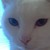 :iconfullofcrickets: