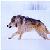 :iconfullwolves5: