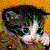 :iconfulvius: