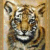 :iconfungTiger: