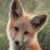 :iconfunkyfurries: