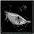 :iconfunkyhunky3000: