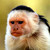 :iconfunkymonkey96: