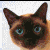 :iconfunkyskunk: