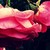 :iconfunny-bunny-custard: