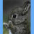 :iconfunnybunny14: