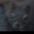 :iconfunnybunny992: