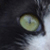 :iconfurao: