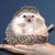 :iconfurgon15:
