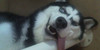 :iconfurgonclan:
