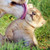 :iconfurittea: