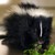 :iconfurmofeta: