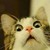 :iconfurrieslolololol:
