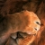 :iconfurryfacepawplz: