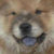 :iconfurryhater:
