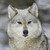 :iconfurrywolf93: