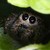 :iconfurusu: