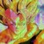 :iconfusionfeasters: