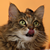 :iconfussel01: